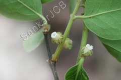 Diospyros melanoxylon